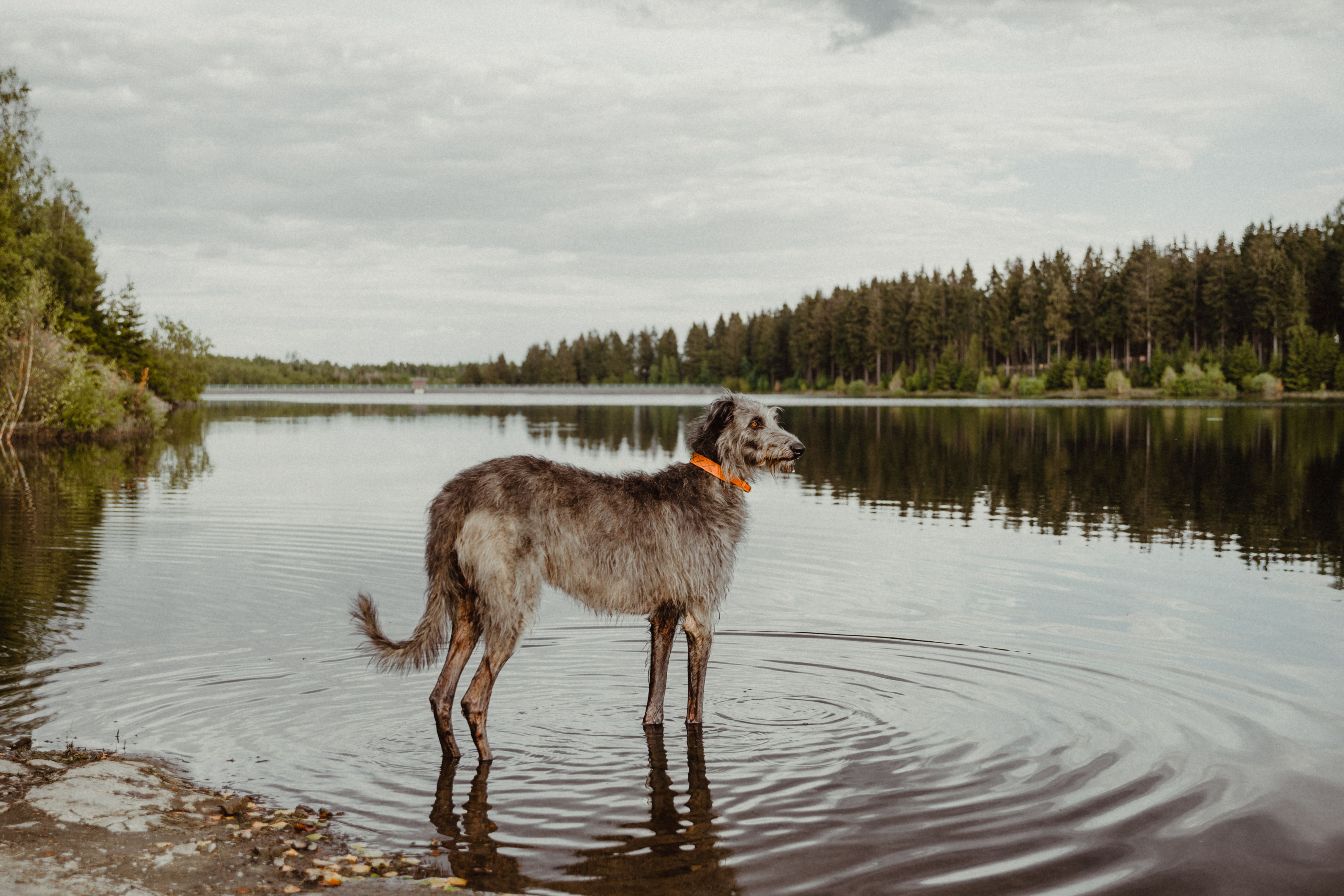 Hitze Tipps Fur Coole Hunde Fur Einen Entspannten Sommer Janasboys